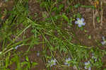 Largeflower baby blue eyes